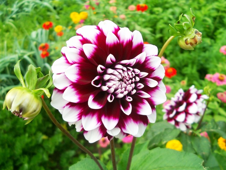 Fonds d'cran Nature Fleurs dahlia