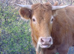 Wallpapers Animals la vache