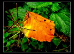 Wallpapers Nature Feuille d'automne