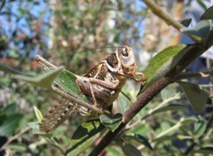 Fonds d'cran Animaux Decticus ( confirmer)