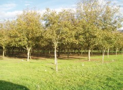 Fonds d'cran Nature Les Noyers de Grenoble