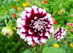 Fonds d'cran Nature dahlia