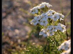 Fonds d'cran Nature Fleurs sauvages