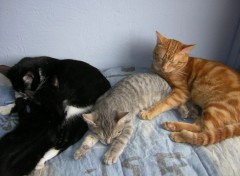 Fonds d'cran Animaux Lola,azur,tiroux et tigris.