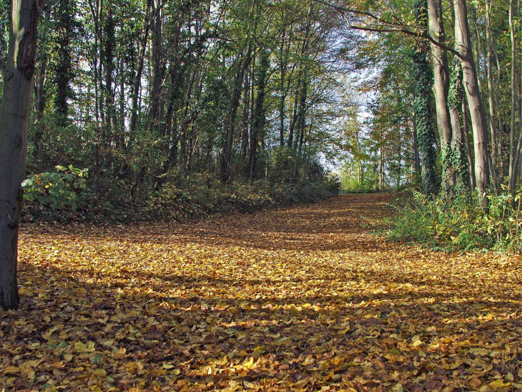 Fonds d'cran Nature Saisons - Automne Tapis d'automne sous le soleil...