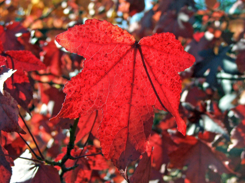 Fonds d'cran Nature Saisons - Automne Rouge est l\'automne !