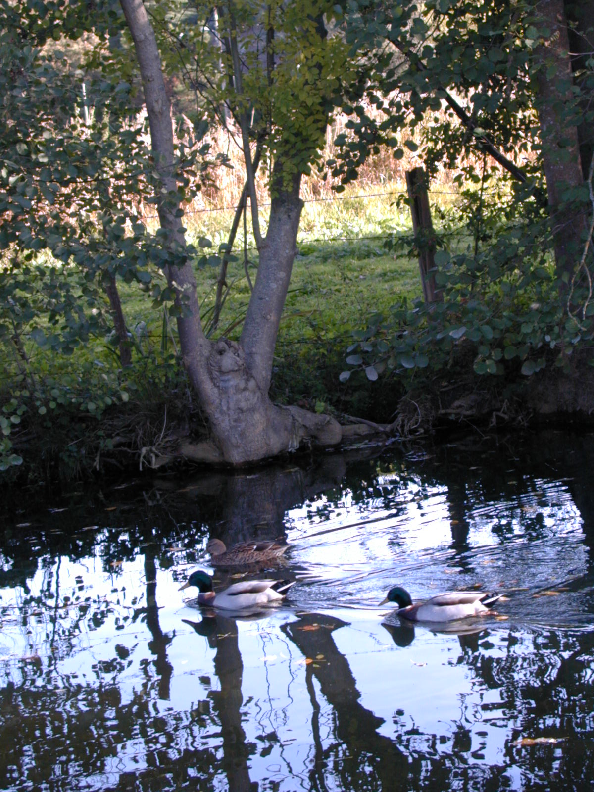 Wallpapers Nature Water - Reflection Reflets