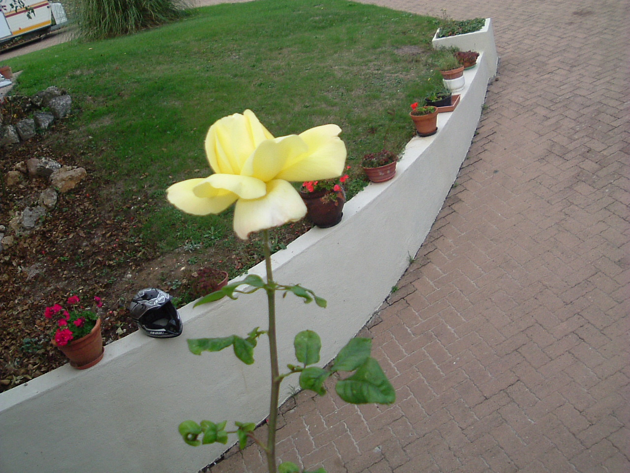 Wallpapers Nature Flowers Les ...dernires ..roses de Martine!