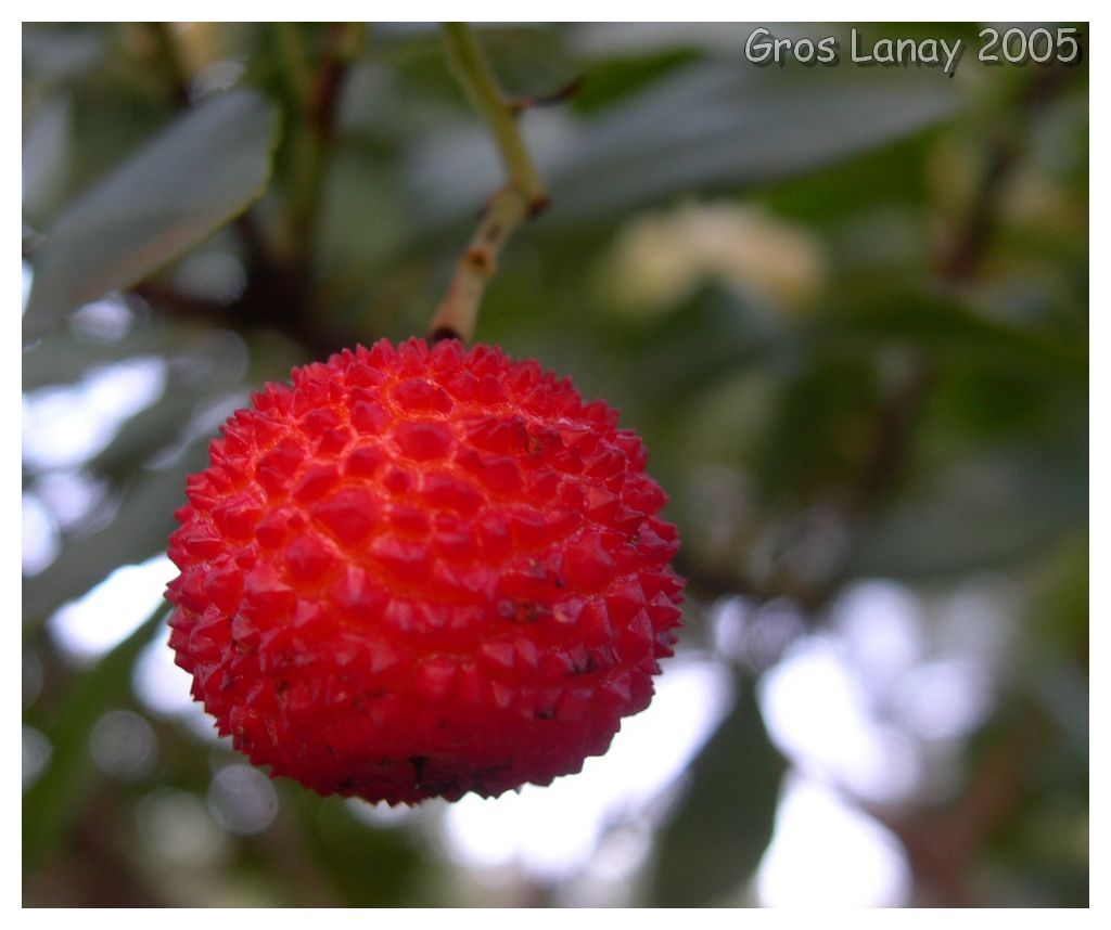 Fonds d'cran Nature Fruits Arbouse