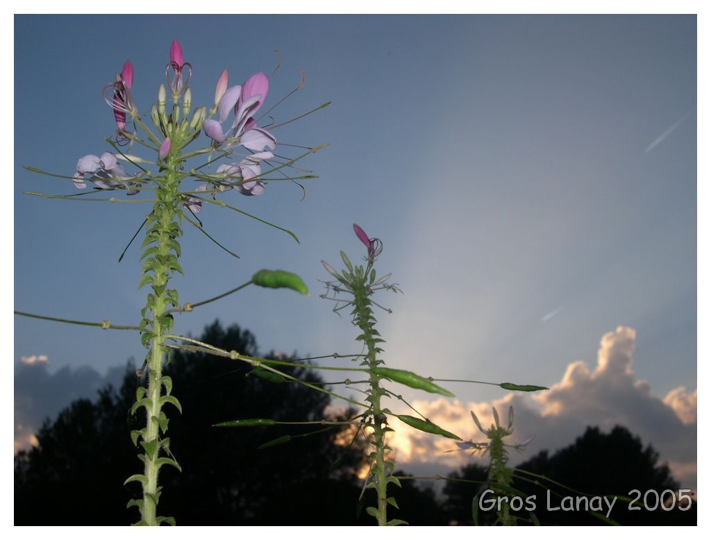 Wallpapers Nature Flowers Cleomes