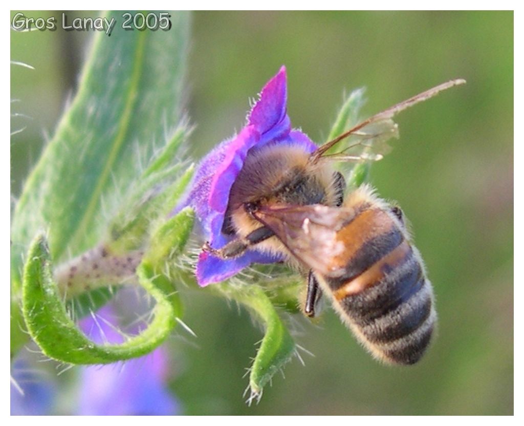 Wallpapers Animals Insects - Bees, Wasps Abeille butinant