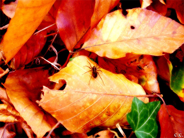 Wallpapers Nature Seasons - Fall Araigne sur feuille d'automne