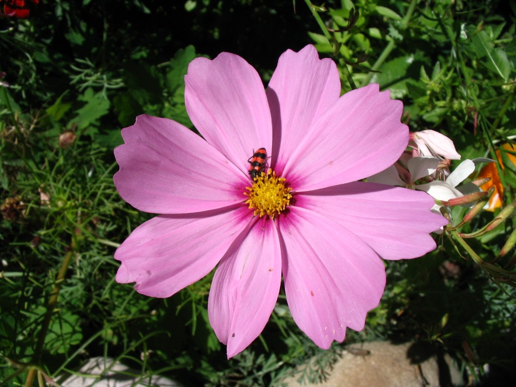 Fonds d'cran Nature Fleurs Gendarme en place...