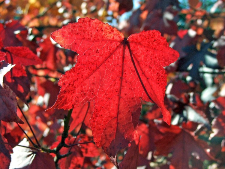 Wallpapers Nature Seasons - Fall Rouge est l'automne !