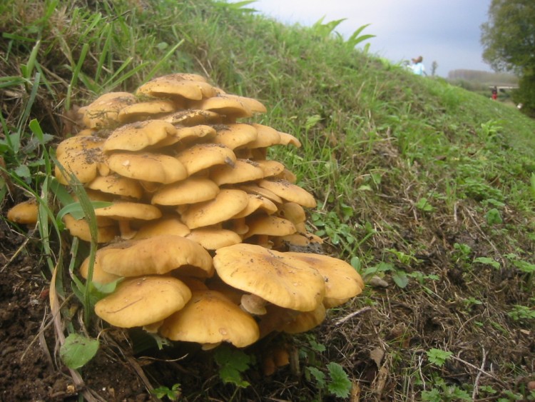 Fonds d'cran Nature Champignons Automne et champignons