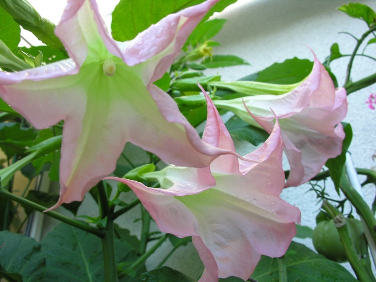 Fonds d'cran Nature Fleurs DATURA