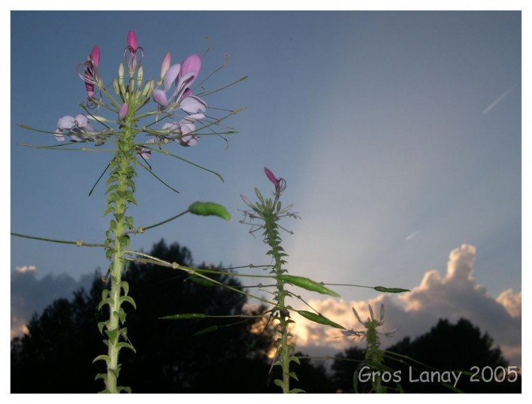 Fonds d'cran Nature Fleurs Cleomes