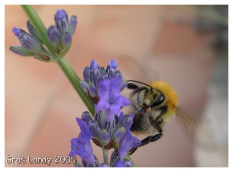 Wallpapers Animals Insects - Bees, Wasps Bourdon butinant la lavande