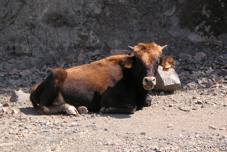 Wallpapers Animals Cows - Bulls - Beef vache de Corse