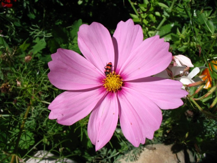 Wallpapers Nature Flowers Gendarme en place...