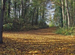 Fonds d'cran Nature Tapis d'automne sous le soleil...