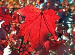 Wallpapers Nature Rouge est l'automne !