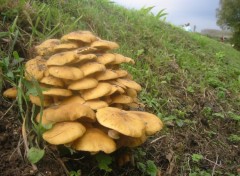 Fonds d'cran Nature Automne et champignons