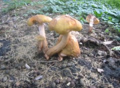 Fonds d'cran Nature Automne et champignons