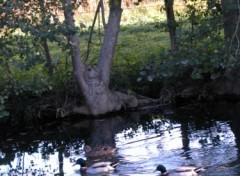 Fonds d'cran Nature Reflets