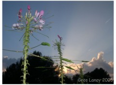 Fonds d'cran Nature Cleomes