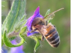 Fonds d'cran Animaux Abeille butinant