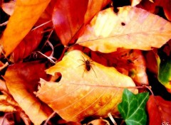 Wallpapers Nature Araigne sur feuille d'automne