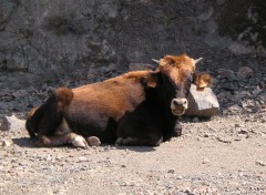 Wallpapers Animals vache de Corse