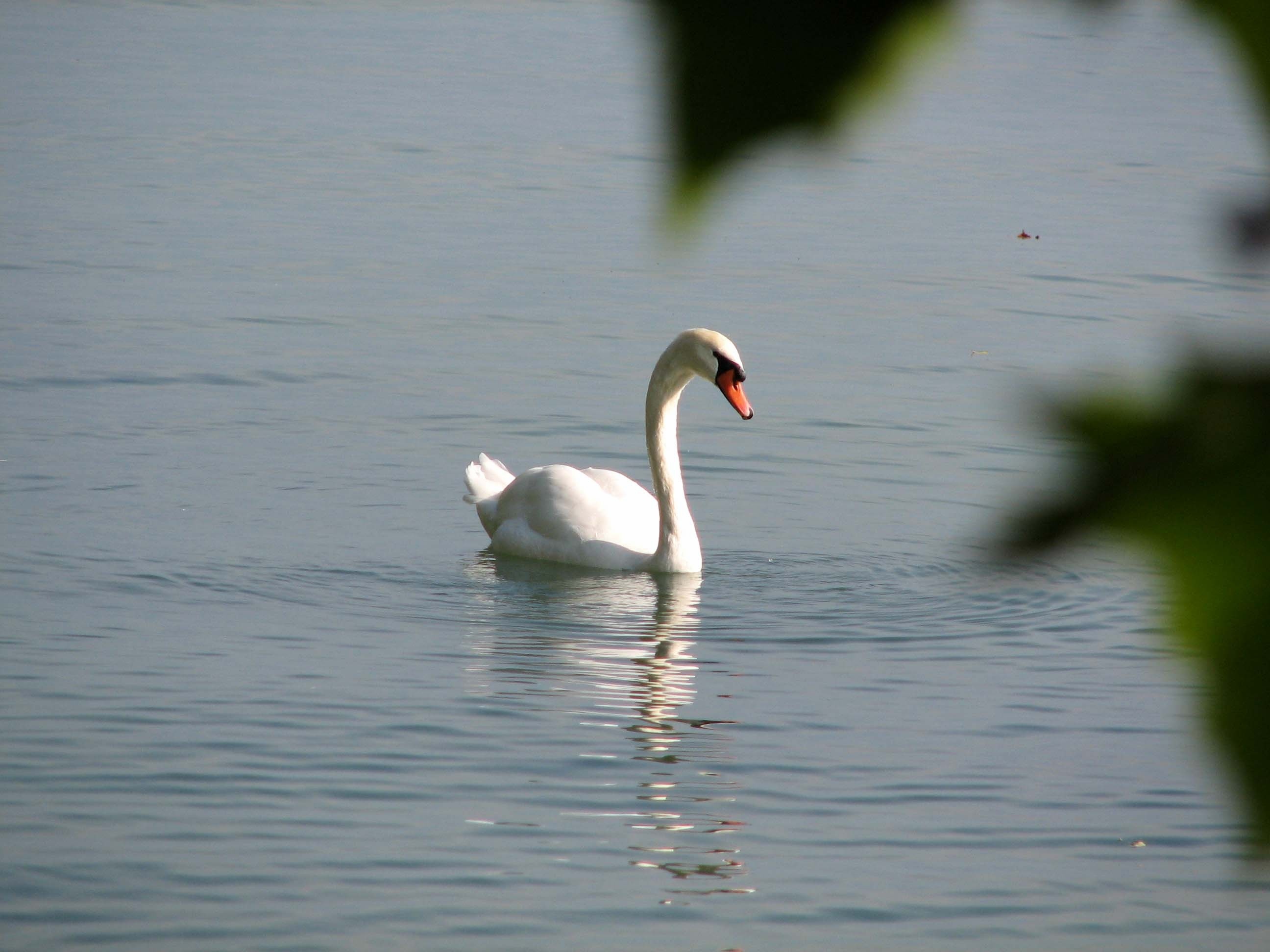 Wallpapers Animals Birds - Ducks et de la promenade