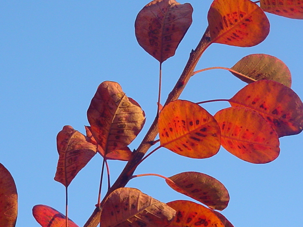 Wallpapers Nature Leaves - Foliage cotinus