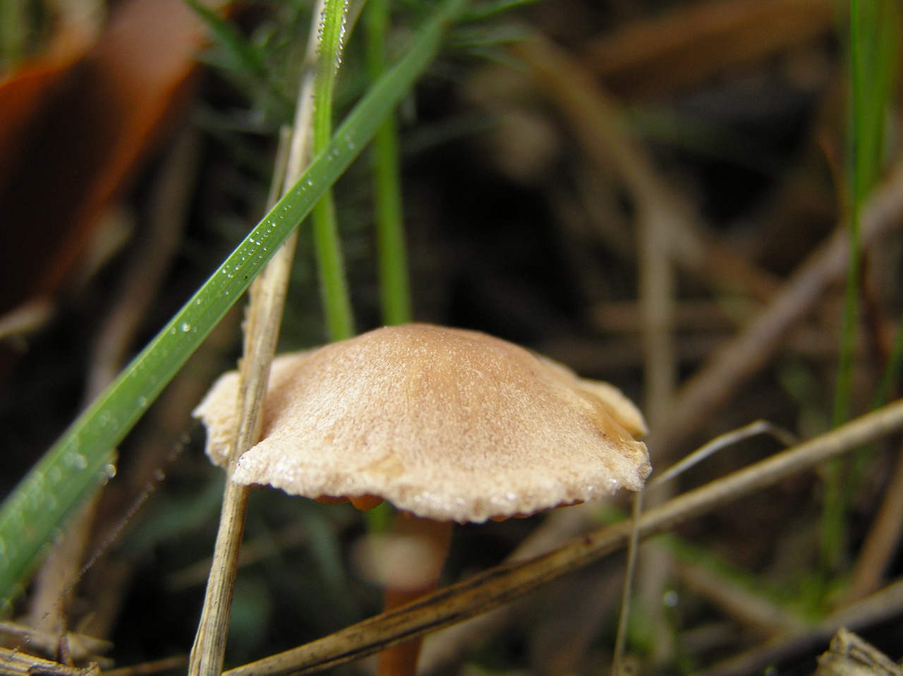 Fonds d'cran Nature Champignons champignon en macro