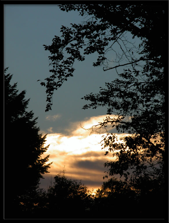 Wallpapers Nature Sunsets and sunrises Branches au couchant