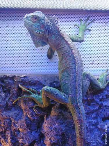 Fonds d'cran Animaux Lzards - Iguanes IGUANE