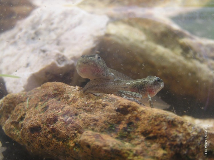 Fonds d'cran Animaux Grenouilles - Crapauds du ttard  la grenouille