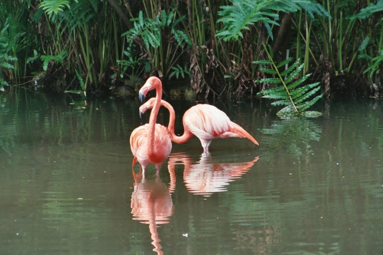 Wallpapers Animals Birds - Flamingos Deux Flamands-Rose