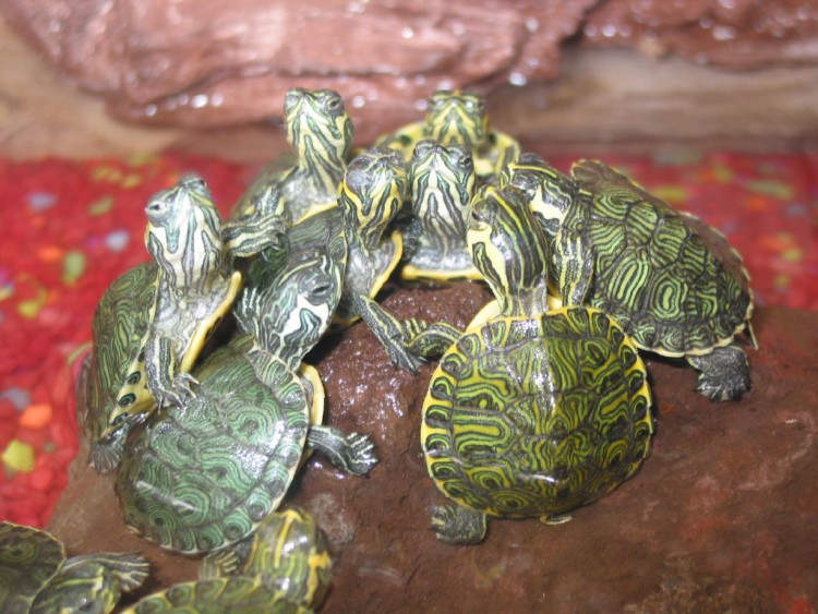 Wallpapers Animals Turtles Tortues