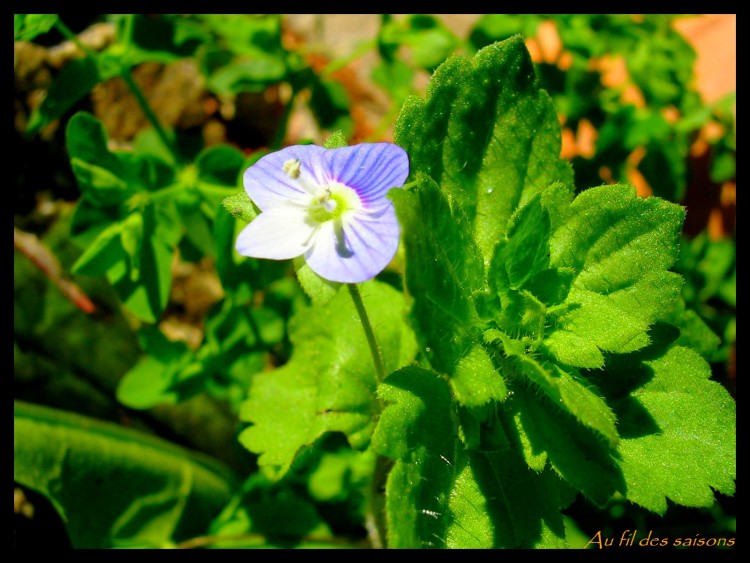 Fonds d'cran Nature Fleurs Petite fleur bleue