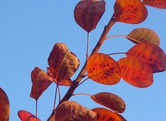 Fonds d'cran Nature cotinus