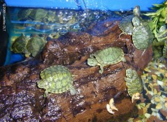 Fonds d'cran Animaux turtle