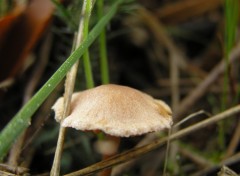 Fonds d'cran Nature champignon en macro