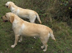 Fonds d'cran Animaux deux soeurs