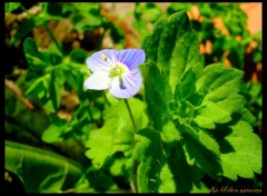 Fonds d'cran Nature Petite fleur bleue