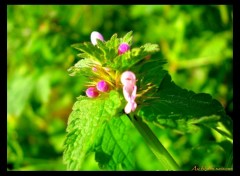 Fonds d'cran Nature Petite fleur rose