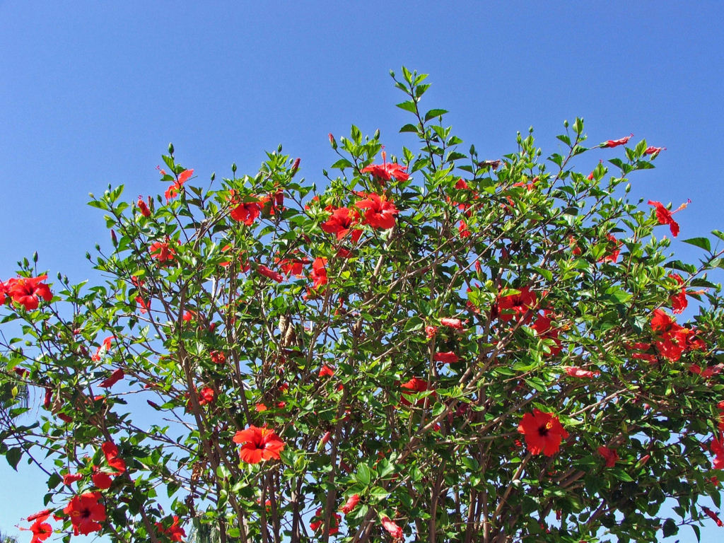 Wallpapers Nature Flowers Ile de Chypre : Limassol