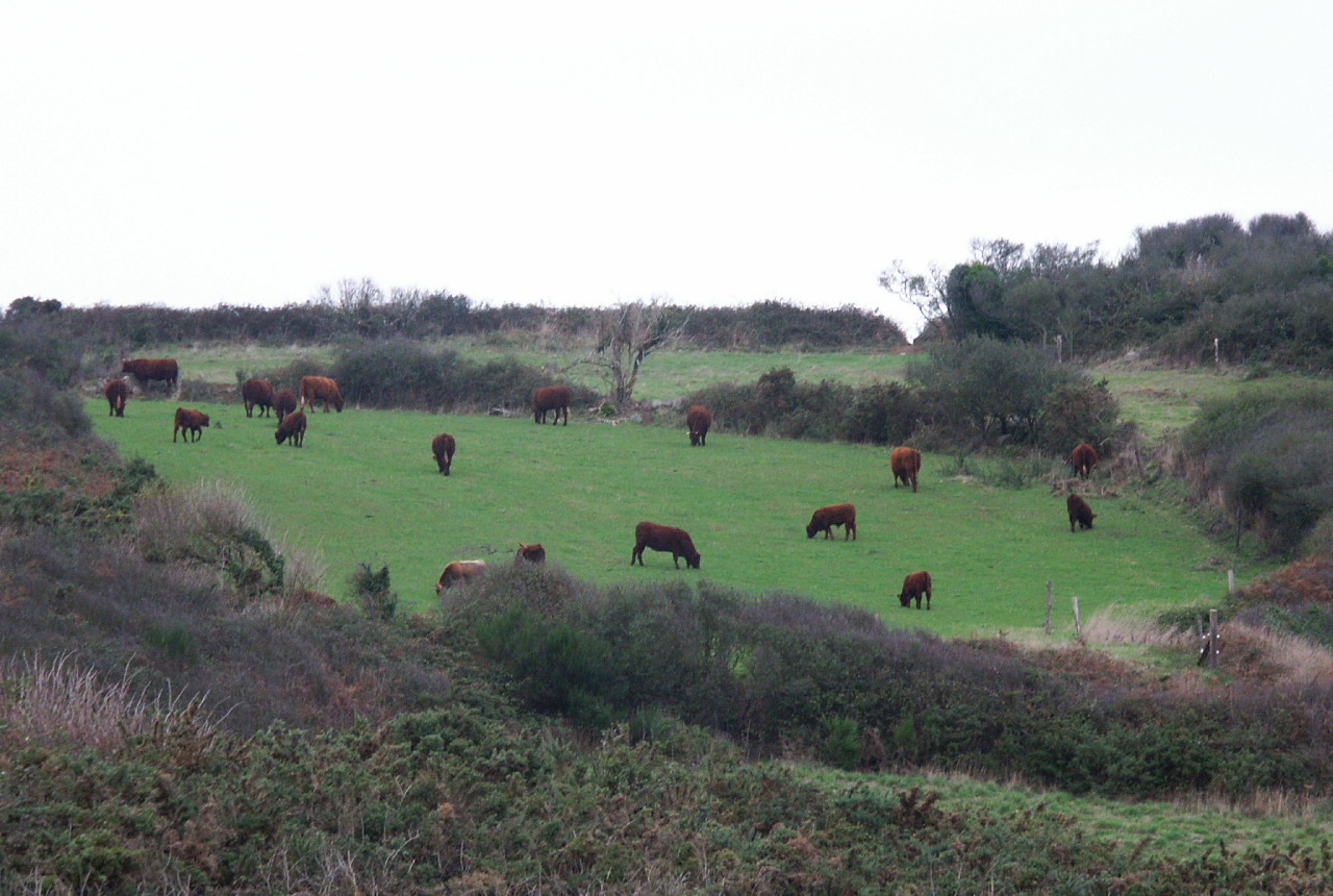 Fonds d'cran Animaux Vaches - Taureaux - Boeufs Vaches pres de la cote de Gelo en Bretagne